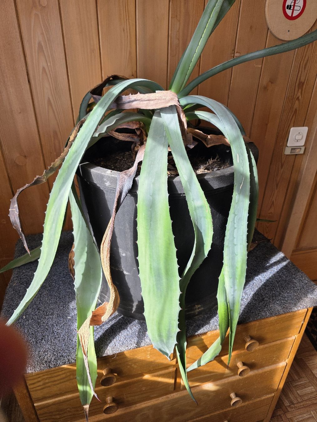 Plantes & graines: Planze Agave gross – D'occasion à Luthern par laska13