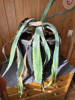 Planze Agave gross