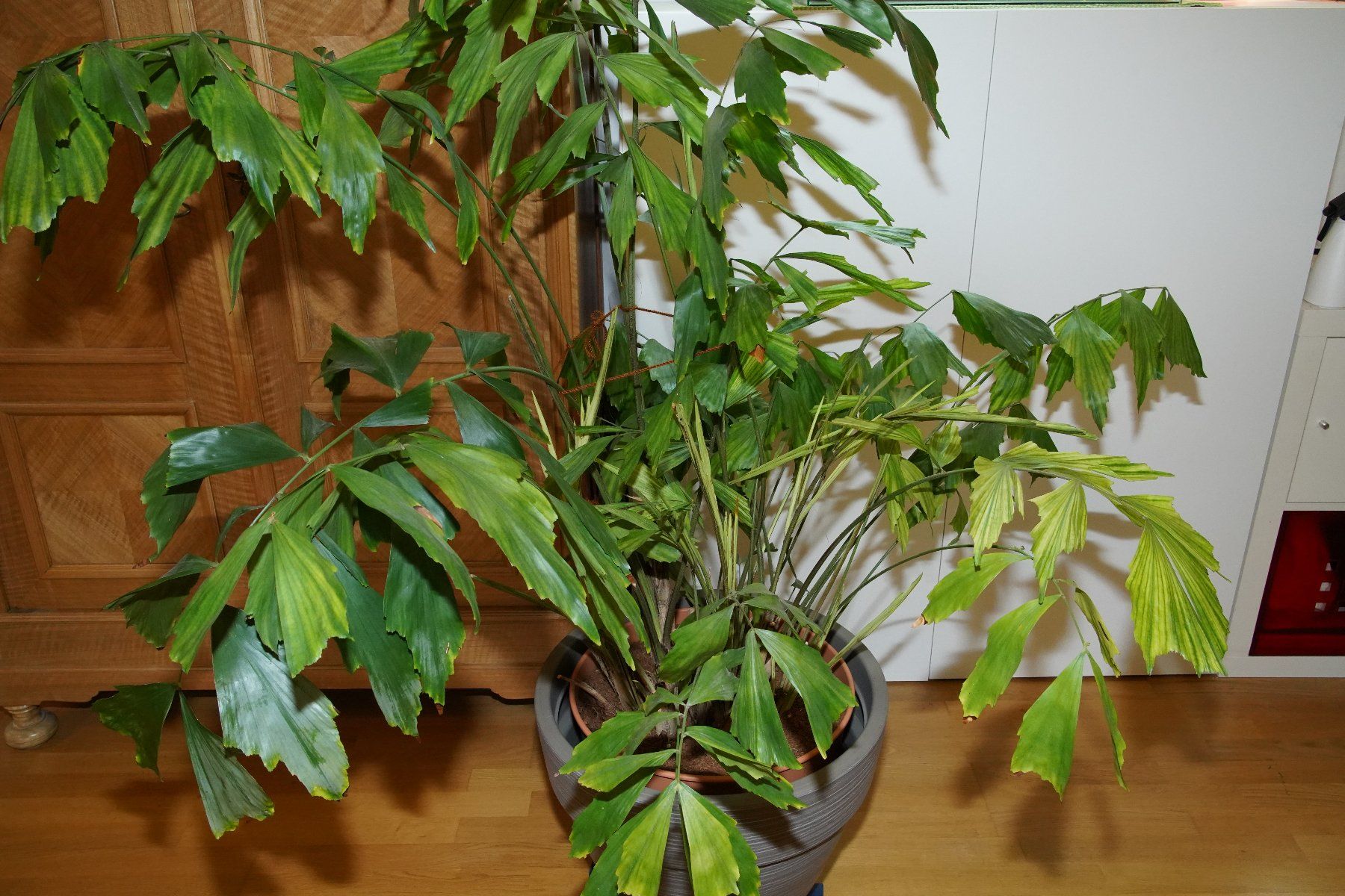 Pflanzen & Samen: Fischschwanzpalme Caryota Mitis – Gebraucht aus Wil SG von froschbiss 1