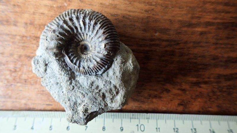 Fossilien: Ammonit Stephanoceras Basel-Landschaft – Gebraucht aus Rickenbach BL von Oktober68 1