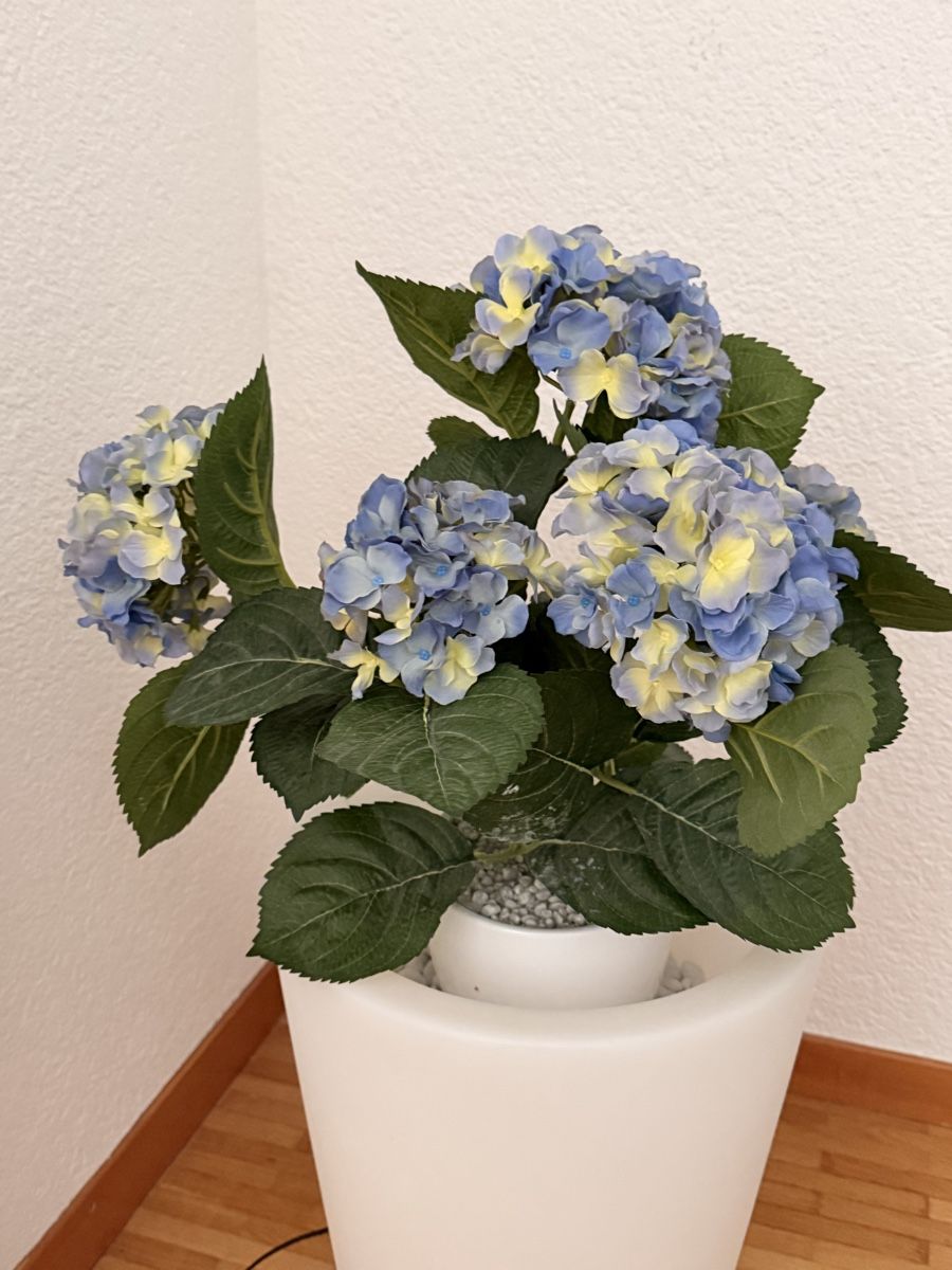 Piante & sementi: Blumentopf beleuchtet – Usato da Laupen BE venduto da Lisafurby 2
