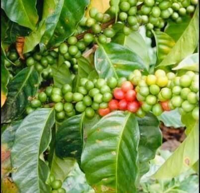 Piante & sementi: 5 SAMEN GRAINES SEMI Kaffee Pflanze – Nuovo e nell'imballaggio originale da Rovio venduto da POSITIFFARTandPLANTS 4
