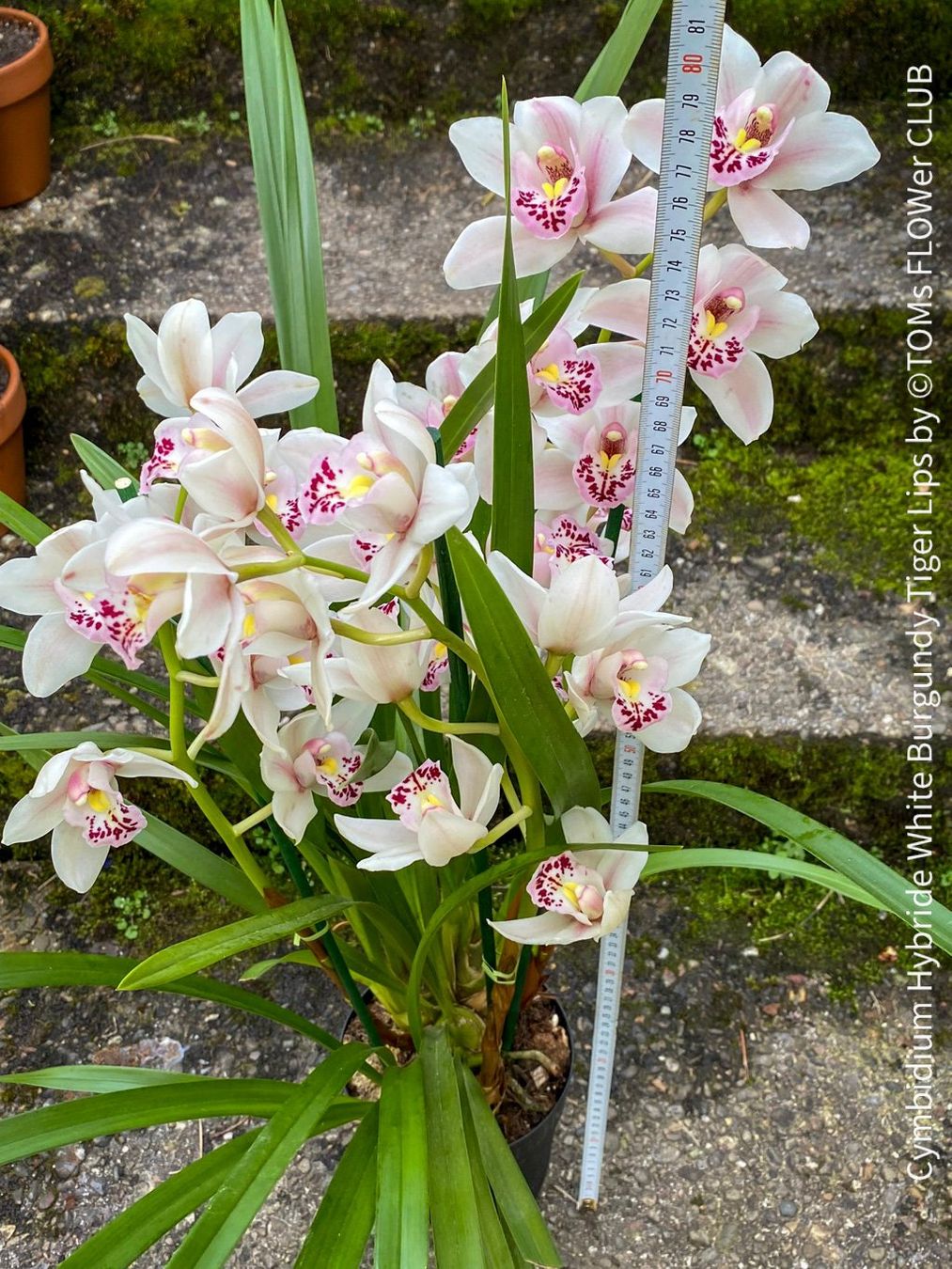 Piante & sementi: Cymbidium Hybride White Burgundy Tiger Lips – Nuovo e nell'imballaggio originale da Adliswil venduto da asTOMas963 6