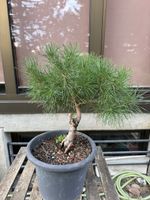 Pinus Sylvestis Rohmaterial Bonsai