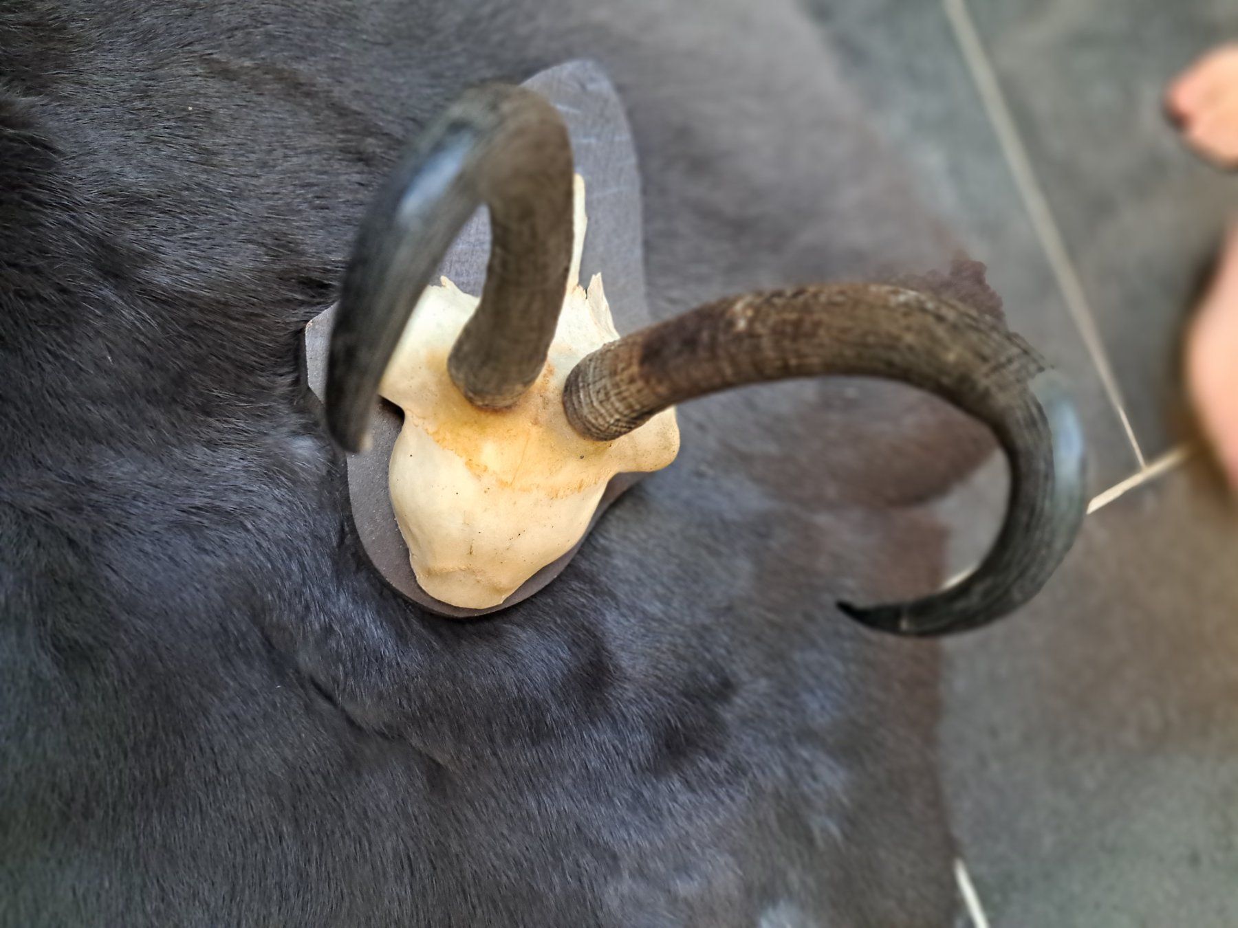 Sonstiges zum Sammeln & Seltenes: Gamsbock Trophäe – Gebraucht aus Obergoldbach von chr_cbp5 1