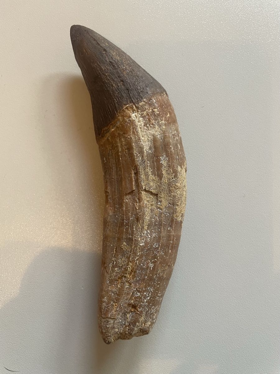 Fossili: Zahn - Basilosaurus – Usato da Biel/Bienne venduto da nimmes