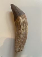 Zahn - Basilosaurus