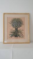 Herbarium-Stich mit Goldrahmen (übereck vergoldet)