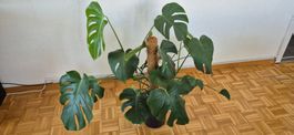 Grosse Monstera Pflanze für Ihr Zuhause – Dekorativ & Frisch