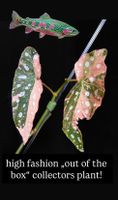 🩷 BEGONIA MACULATA PINK SPLICE VARIEGATA SUPER CLASSY PLANT