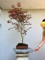 🍁 Acer palmatum 'Sumi Nagashi' Bonsai 110 cm