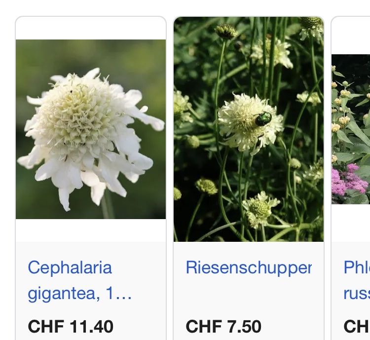Pflanzen & Samen: Samen vom Schuppenkopf – Neu (gemäss Beschreibung) aus Buchs AG von Allerleis 1
