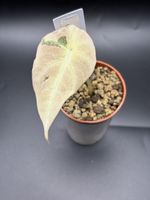 Alocasia Black Velvet Pink Variegata (17-1)
