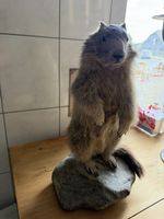 Murmeltier präpariert auf Stein guter Zustand