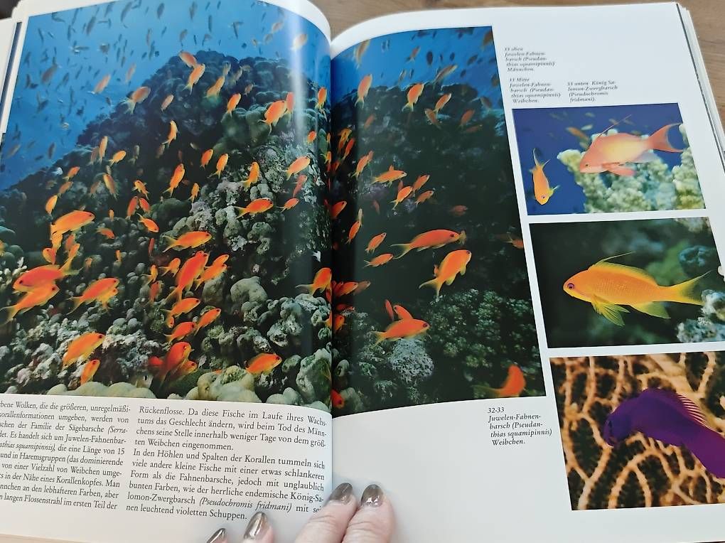 Libri: Das rote Meer – Usato da Kirchdorf AG venduto da Aloe11 3