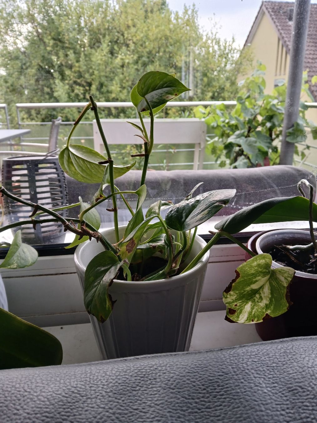 Pflanzen & Samen: Pothos Plant in grey Pot  – Gebraucht aus Dübendorf von LoRi-2026