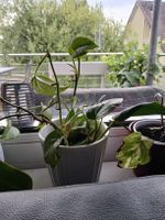 Pothos Plant in grey Pot 
