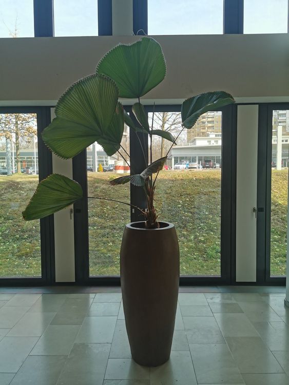 Facile D'entretien Palmier Licuala Grandis En Pot 13cm - Plante D