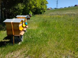 A remettre rucher Arconciel (Bois d'Amont) FR