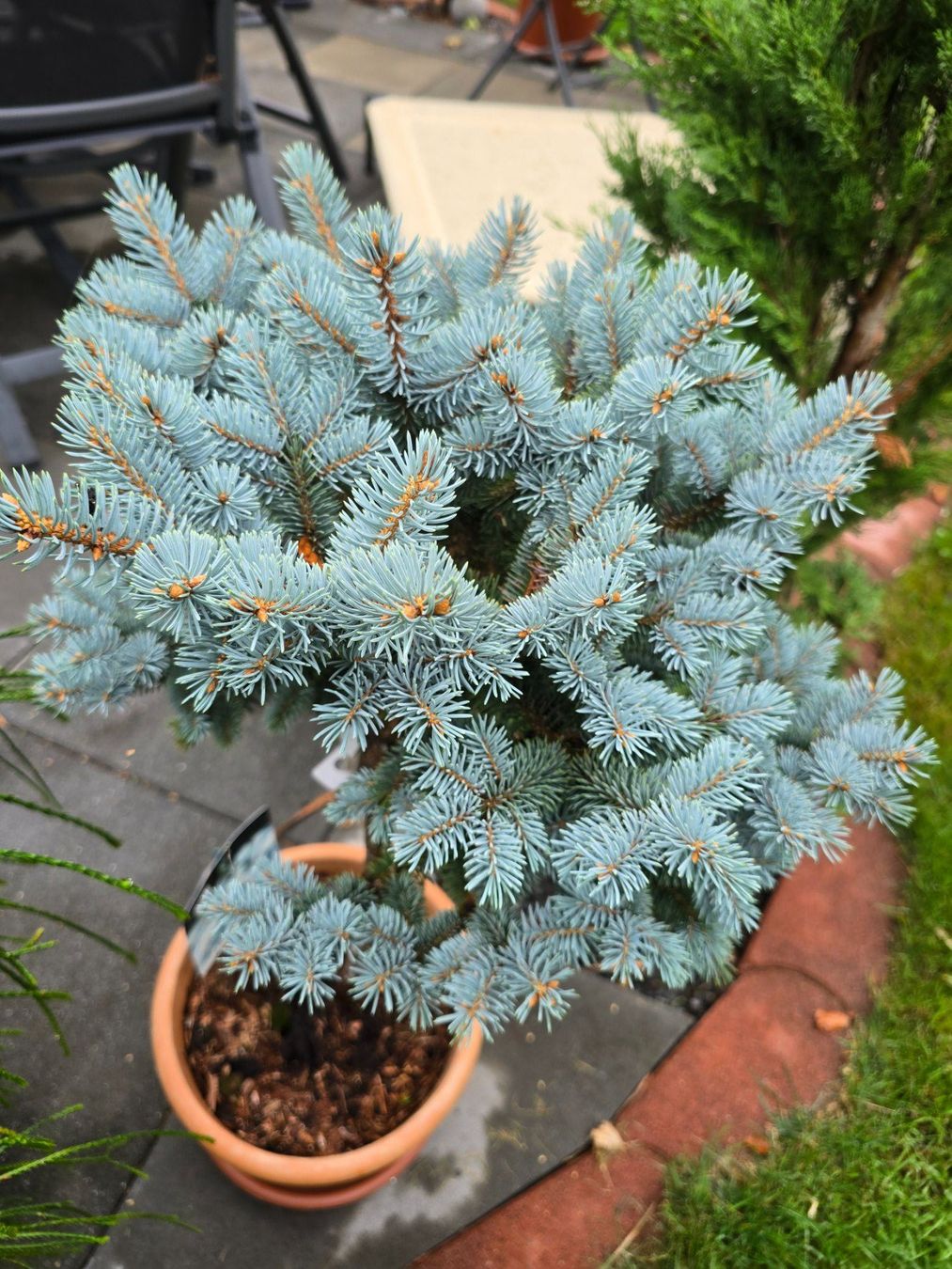 Pflanzen & Samen: Picea pungens 'Glauca Globosa Stämmchen – Neu (gemäss Beschreibung) aus Aarburg von popkorn65 4