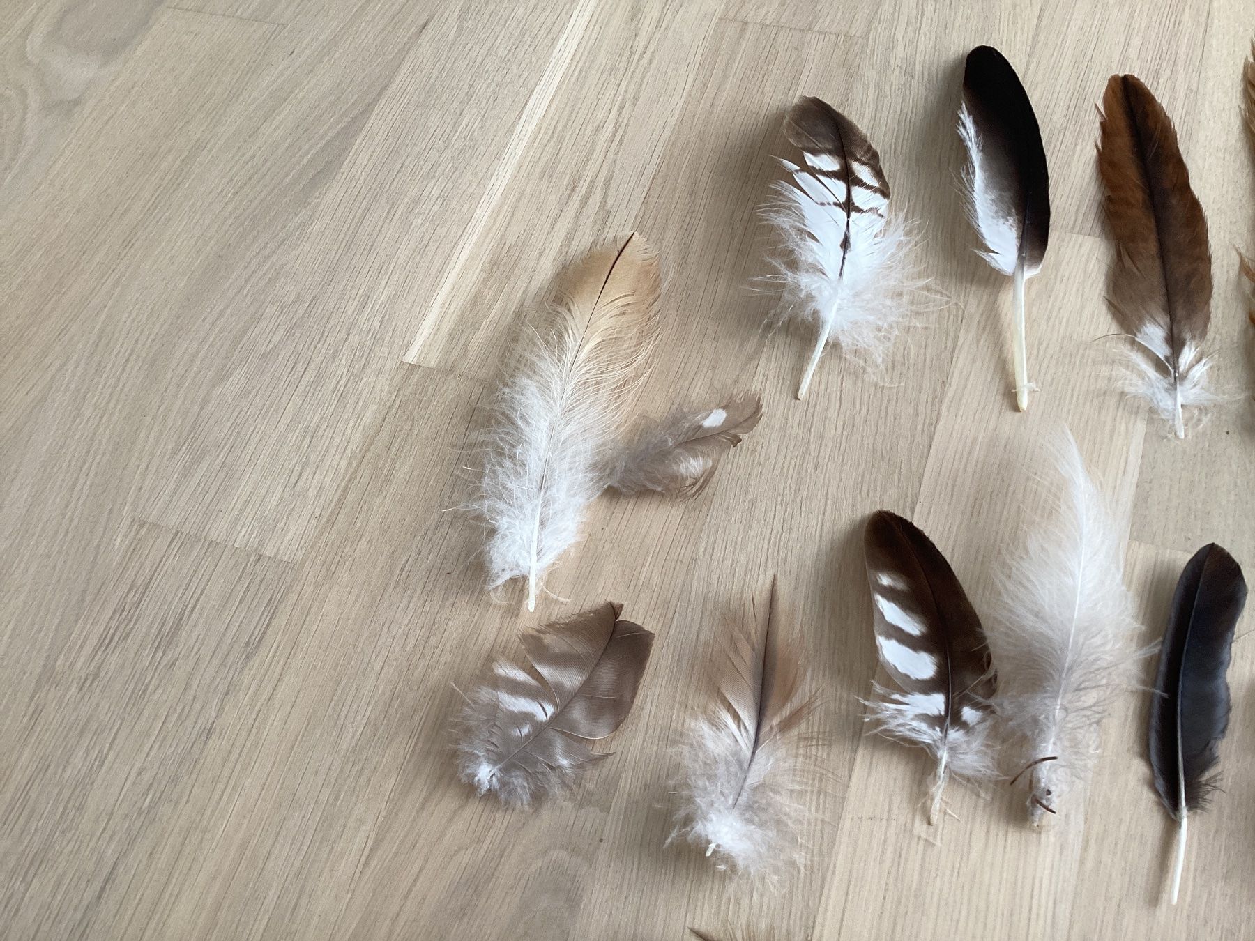 Monde des animaux: Rotmilan und Mäusebussard Federn 4 – D'occasion à Flawil par Barschfreak 2