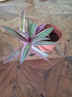 Tradescantia (Dreimasterblume)