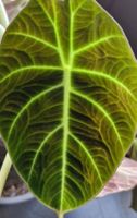 🤩Alocasia Black Velet Rhizom 