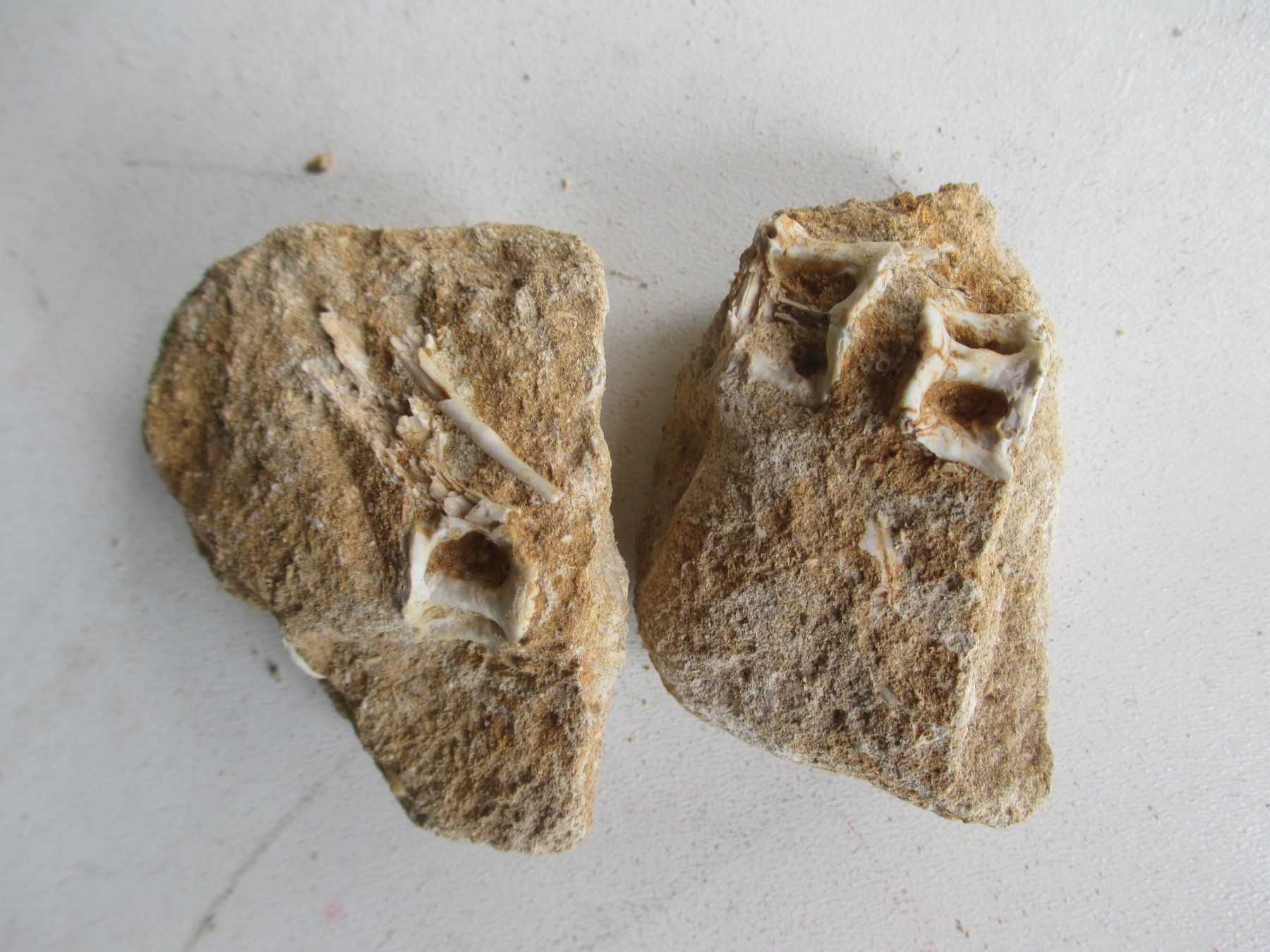 Fossili: Versteinerte Fossil – Usato da Weier im Emmental venduto da waefler03