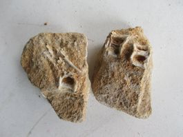 Versteinerte Fossil