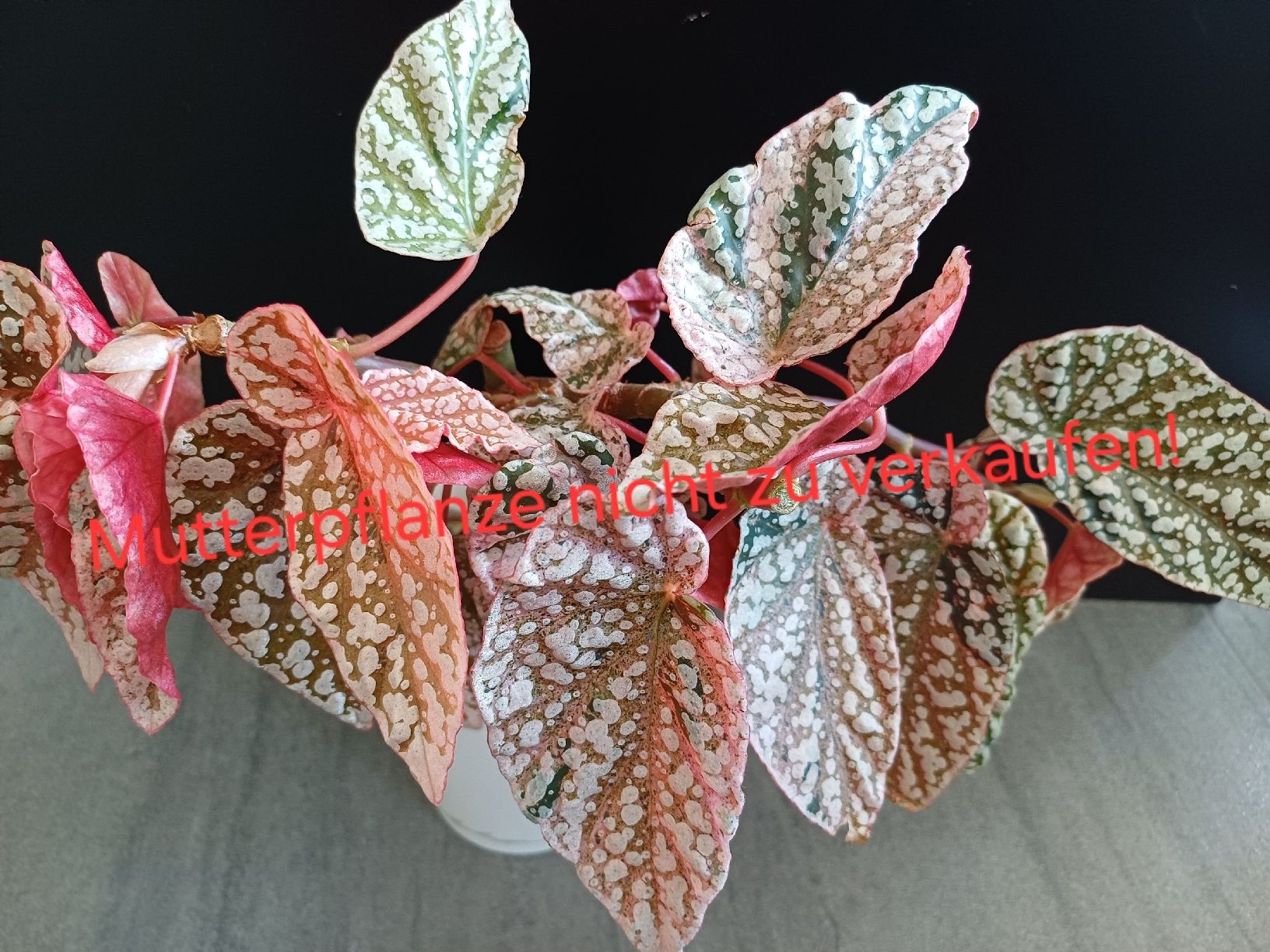 Pflanzen & Samen: Snow capped begonia variagata Steckling – Neu (gemäss Beschreibung) aus Wettingen von pia_7c2s 1