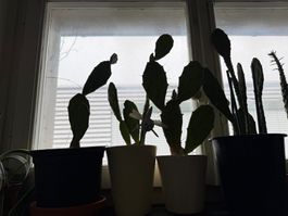 4 Stk. Feigenkaktus