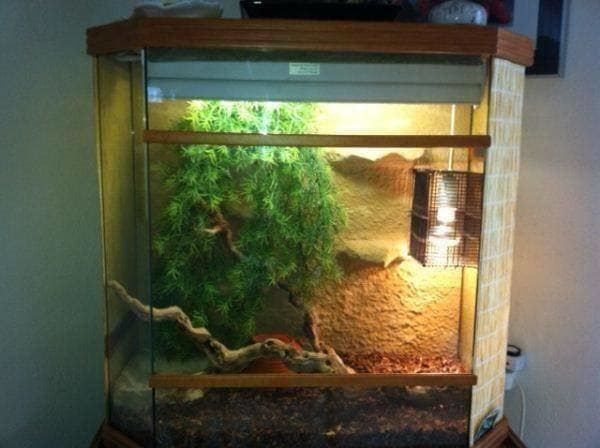 Terrario: Terrarium, Topzustand – Nuovo (secondo la descrizione) da Einsiedeln venduto da Brocki59 2