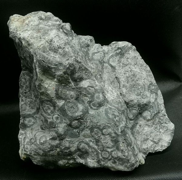 Minerali & Pietre curative: Kambaba Jaspis Rohstein – Nuovo (secondo la descrizione) da Walenstadt venduto da vkt_qc8d