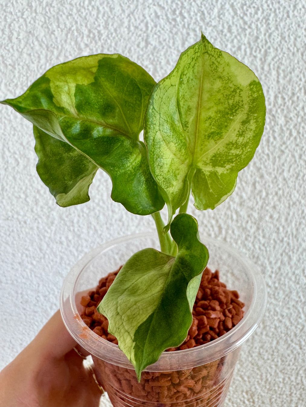 Pflanzen & Samen: Syngonium T24 🌿 – Neu (gemäss Beschreibung) aus Bülach von Bloom_Witch 2