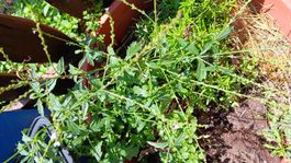 Pianta Verbena , vendo le foglie verde o secche