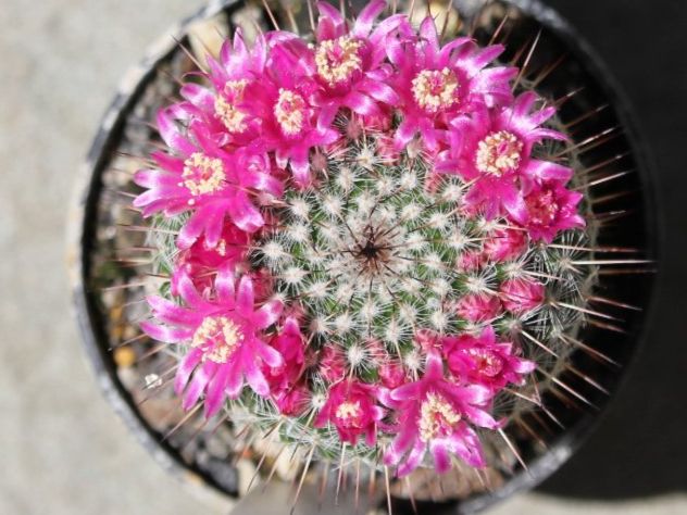 Piante & sementi: Kaktus Mammillaria bravoae – Usato da Steg im Tösstal venduto da Stacheli24 1