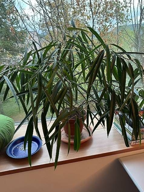Pflanzen & Samen: gratis kleine gesunde Palme – Neu und originalverpackt aus Aarau von vio_lrn7