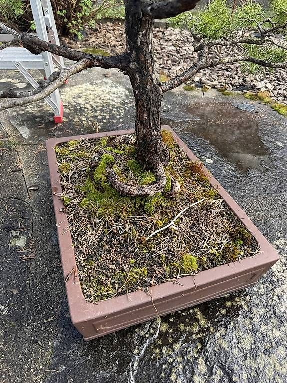 Piante & sementi: Bonsai  – Usato da Niederlenz venduto da mak_6rkg 2