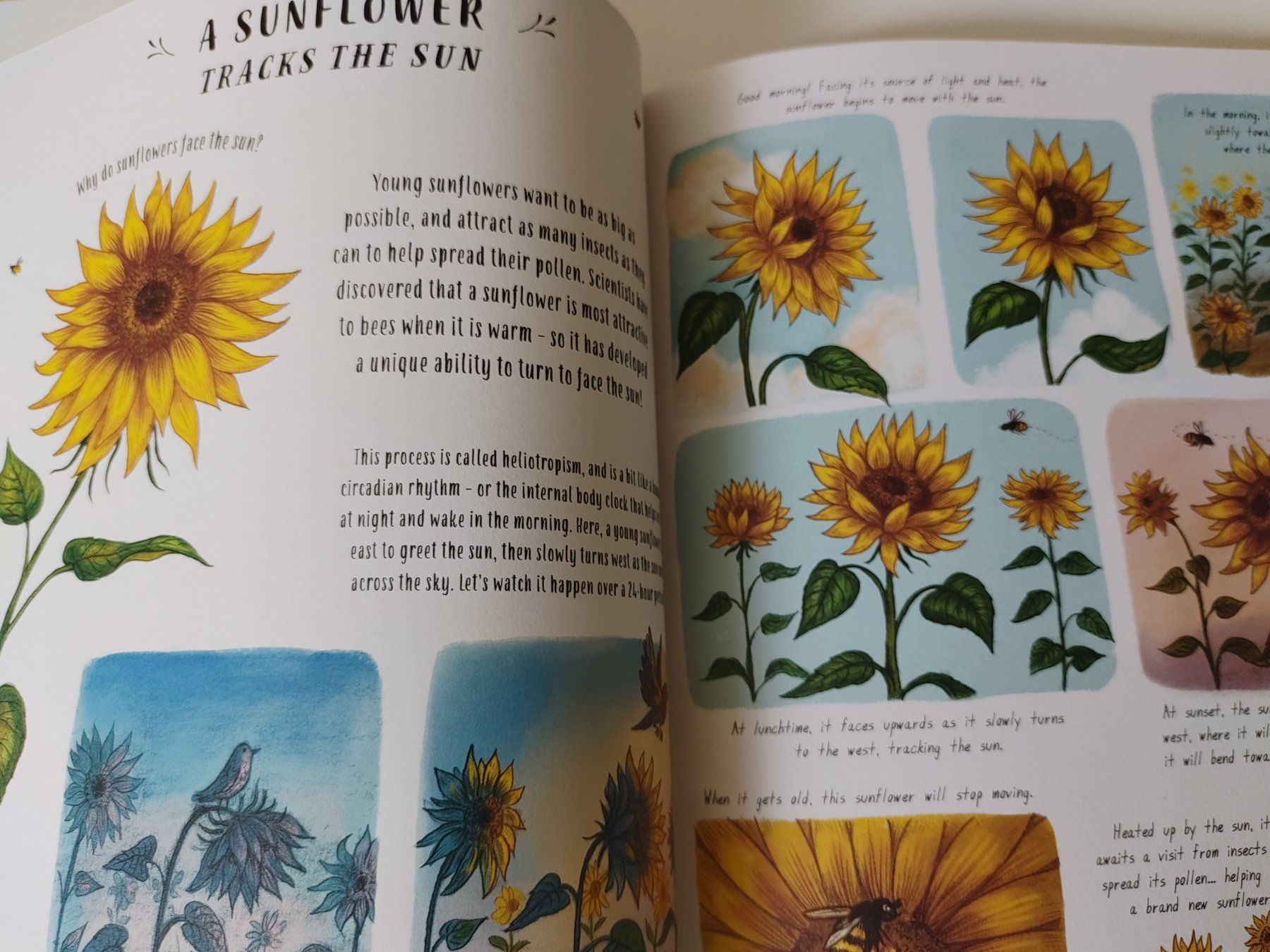 Libri: Children's Book: Slow down – Usato da Zürich venduto da Mar_Mic 3