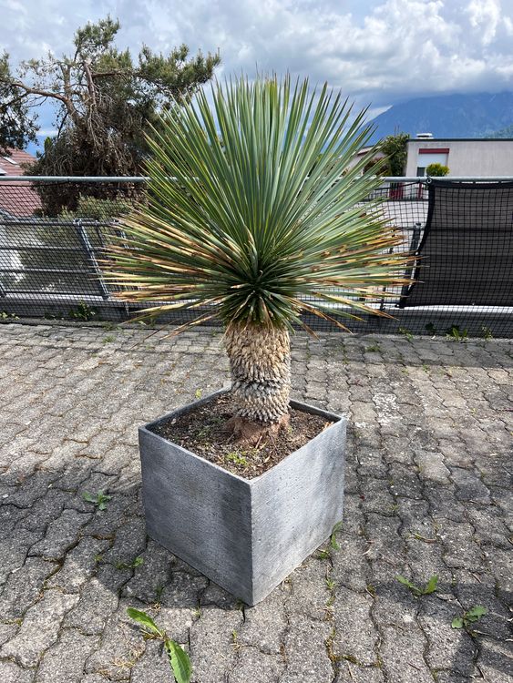 Yucca Palme Drauen Im Topf