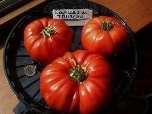 Piante & sementi: TOMATE DE COLLECTION couille de taureau – Nuovo (secondo la descrizione) da Bremblens venduto da FIBONACCI369