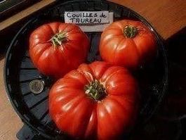 TOMATE DE COLLECTION couille de taureau
