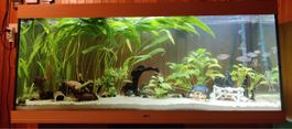 Aquarium Juwel Rio 450 Komplettset