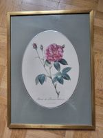 Bild mit schöner Rose