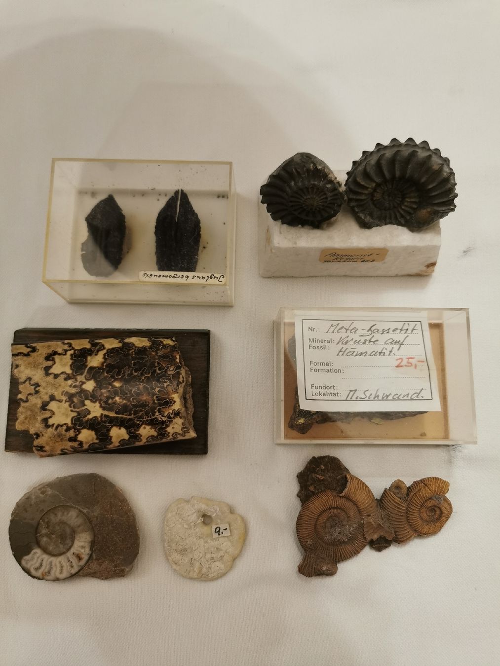 Fossiles: Sammlung Fossilien  – D'occasion à Basel par Treasurehunter