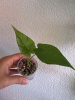 Alocasia Macrorrhiza Aurea Variegata - ab CHF 1.- 🪴