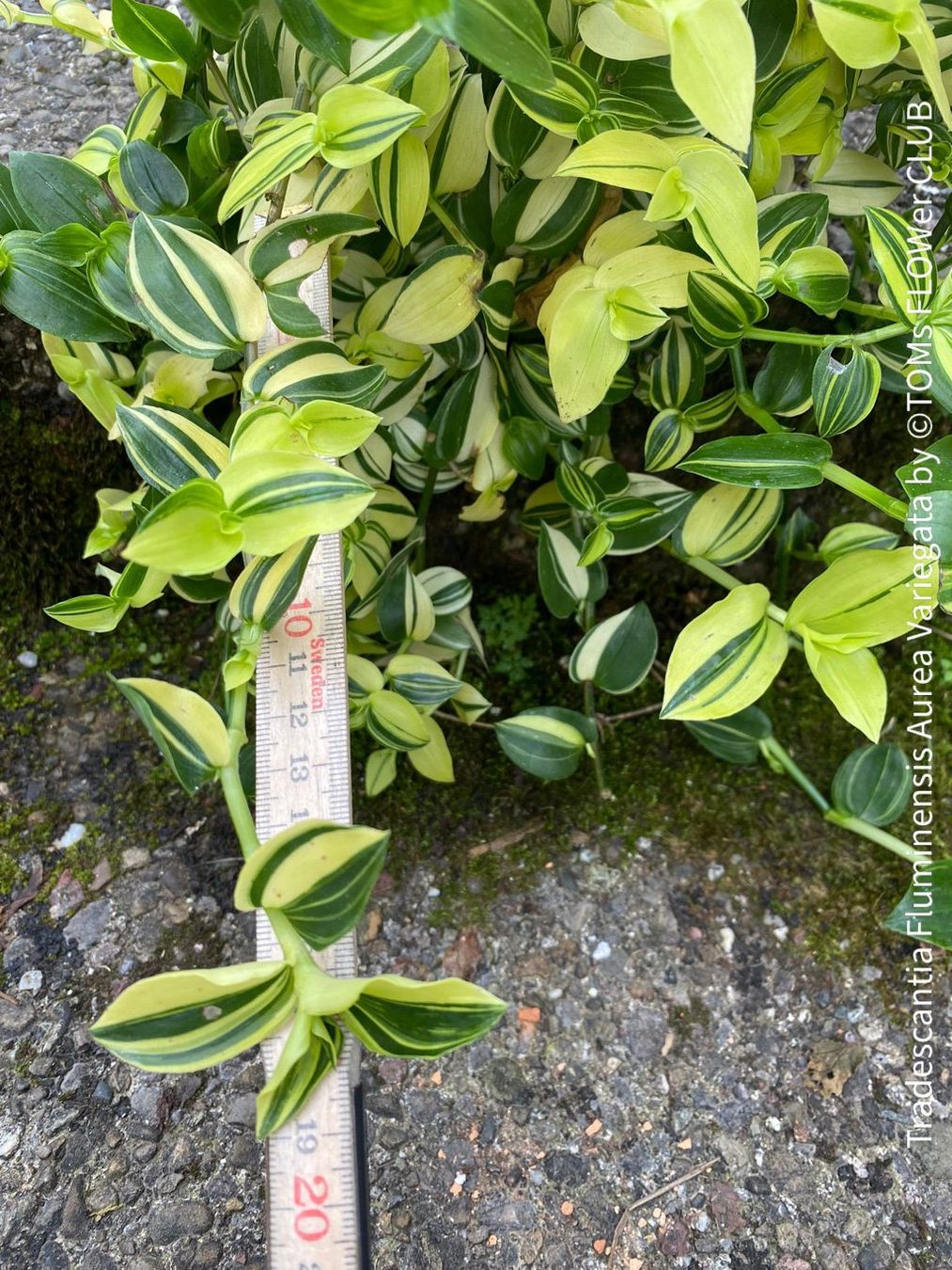 Piante & sementi: Tradescantia Fluminensis Aurea Variegata - 1Blickfang – Nuovo e nell'imballaggio originale da Adliswil venduto da MarkyForest 5