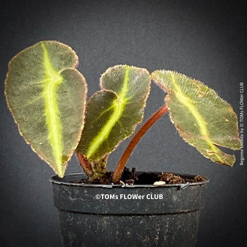 Piante & sementi: Begonia Listada - tropisch aus Brasilien – Nuovo e nell'imballaggio originale da Adliswil venduto da TAKEYOURPLANT 6
