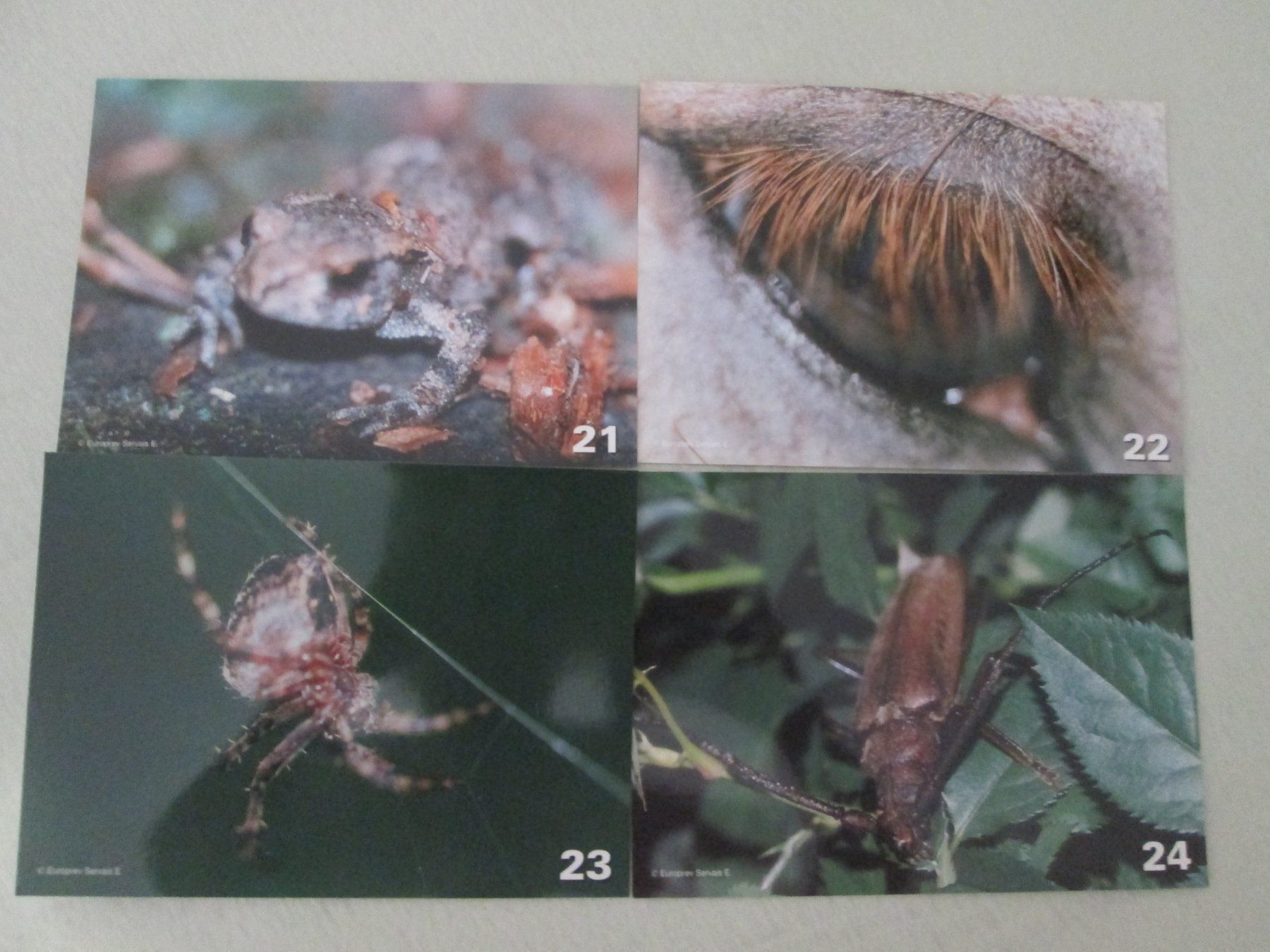 Libri: Wunder der Natur – Usato da Neuchâtel venduto da Dualseele 8
