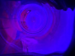 Violet Glas Miron mit Deckel 16Stk